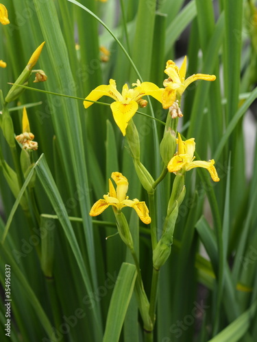 Yellow popular fragrant iris flowers grow in the garden.Spring flower background.
