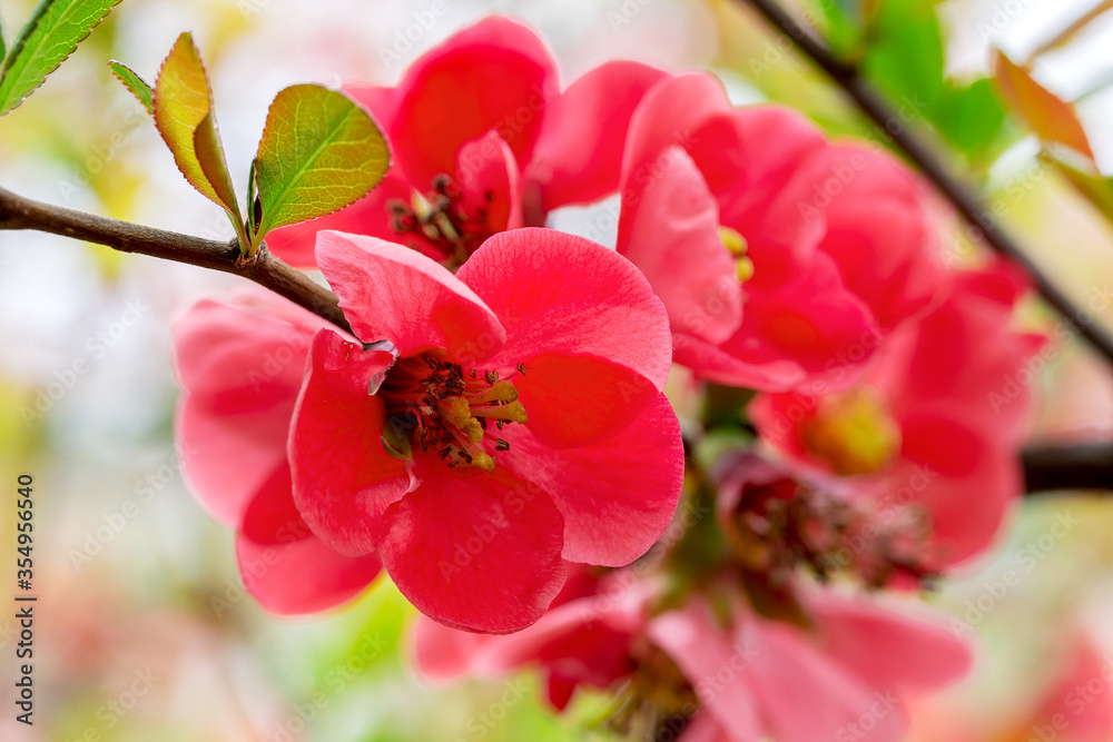 Obraz premium Authentic beautiful flowers on blurred background, bokeh. Soft selective focus. Closeup image.