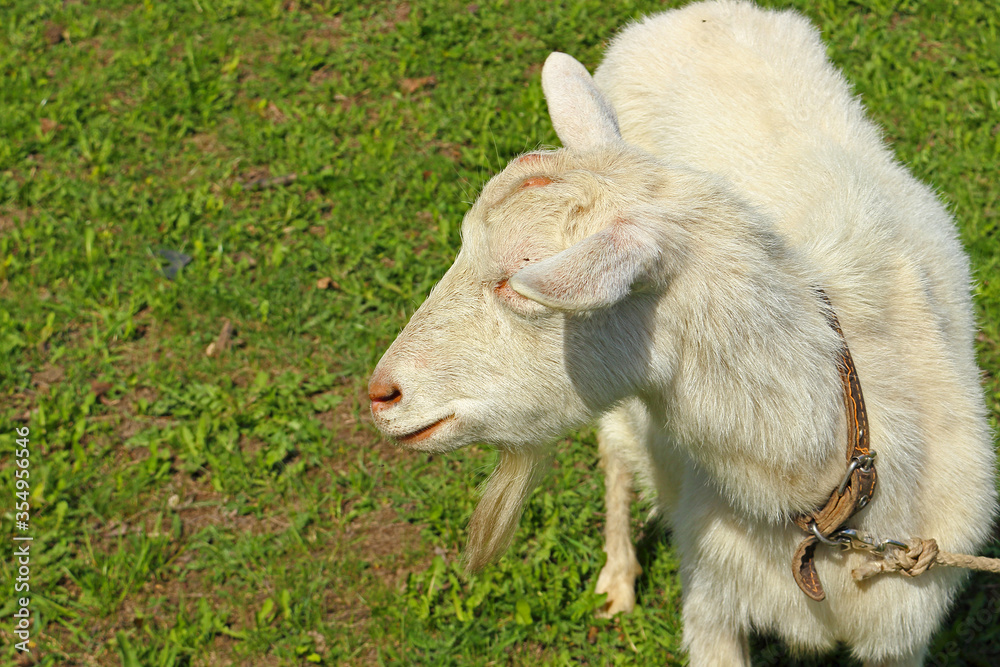 Portrait of a white hornless goat with a collar and a rope in a spring meadow. Portrait of a white hornless goat with a collar and a rope in a spring meadow.