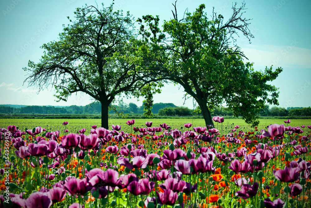 Papaver field and two trees - Papaver rhoeas and Papaver somniferum Papaver field and two trees - Papaver rhoeas and Papaver somniferum