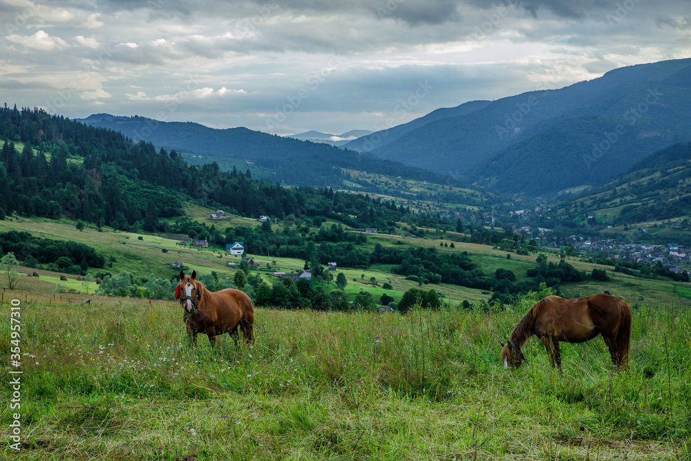 Fototapeta premium Horses on a beautiful pasture in the mountains