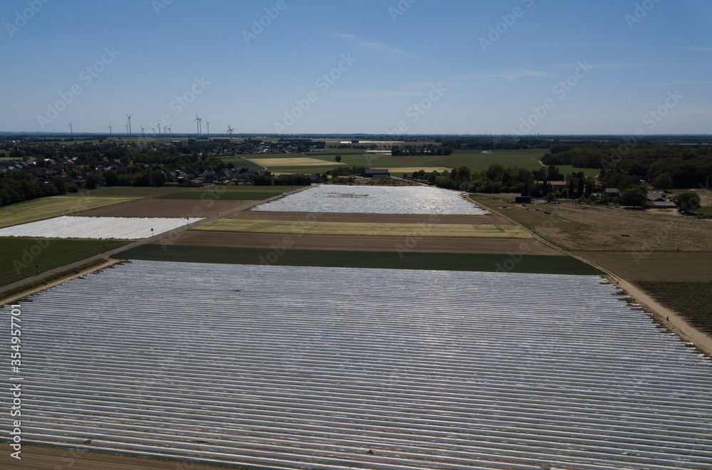 Agriculture - Field of asparagus covered with white foil made of drone.