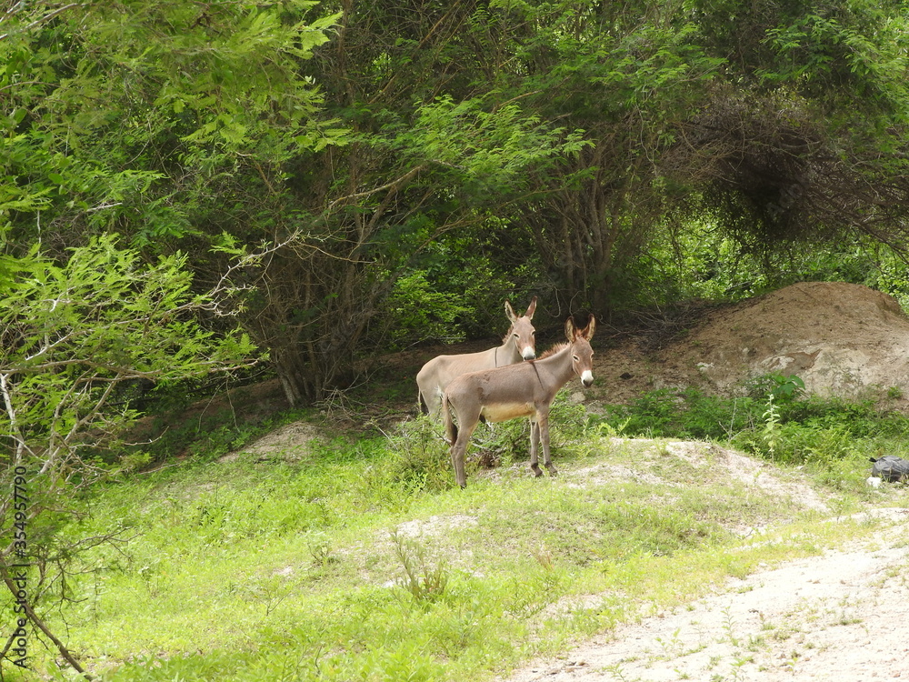 Animales