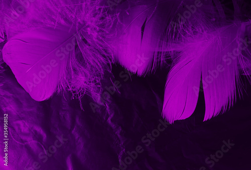 Fototapeta Naklejka Na Ścianę i Meble -  Beautiful abstract white and purple feathers on black background and soft white feather texture on white pattern and purple background, feather pink background, purple banners