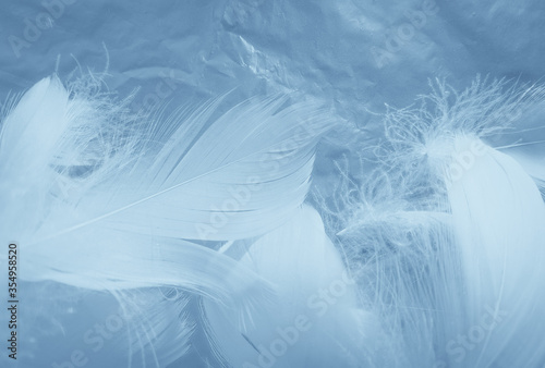 Beautiful abstract colorful white and blue feathers on white background and soft white feather texture on blue pattern and blue background  feather background  blue banners