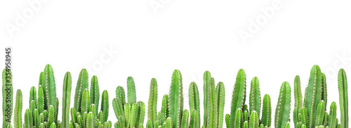 Cactus plants on isolated background