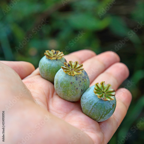 Three unripe green poppy heads with on open female palm in garden. Green capsules Papaver somniferum plants. Poppy is a medicinal plant from which opiates are extracted