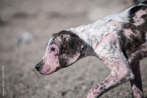 Quadro em tela Shelter Dog with Mange