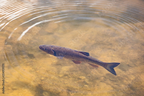 Chub fish floating in the water, view from above, with some concentring circles ripple waves of water sourround.