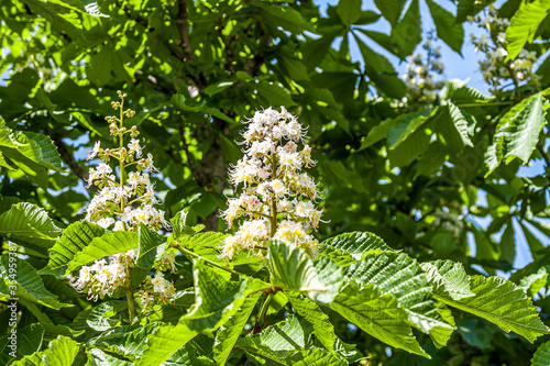 Foliage and flowers of horse-chestnut (Aesculus hippocastanum)