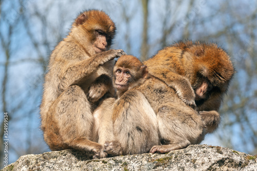 Two adult macaques groom a cub © ptashkan