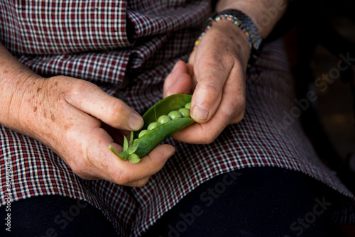 Old white female hands cleaning green peas.