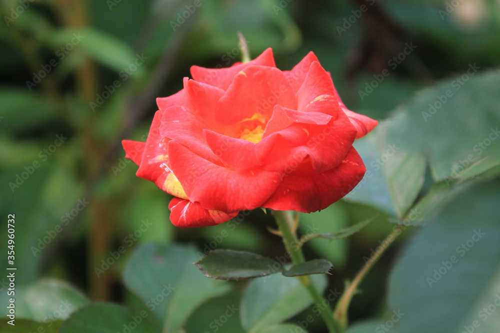Macro photo of beautiful pink rose