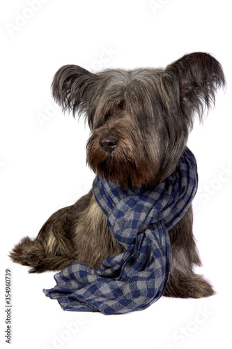 Photography Skye Terrier dog sitting and looking at the camera on white