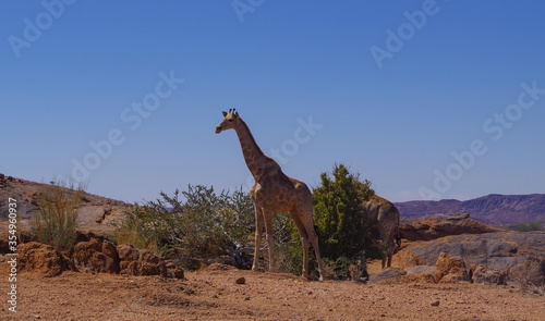 Giraffen im Naturreservat im National Park S  dafrika