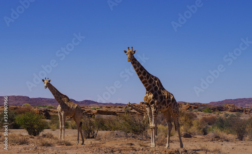 Giraffen im Naturreservat im National Park Südafrika