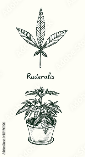 Ruderalis cannabis leaf isolated and Marijuana plant growing in pot, outline simple doodle drawing, gravure style