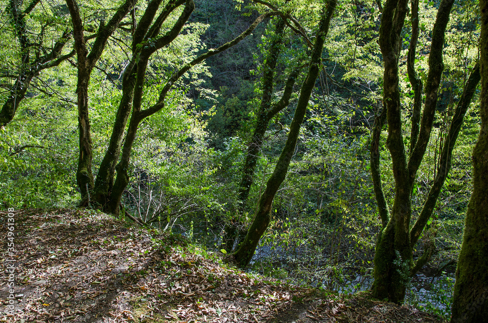 Naklejka premium Gorge Wonder Beauty