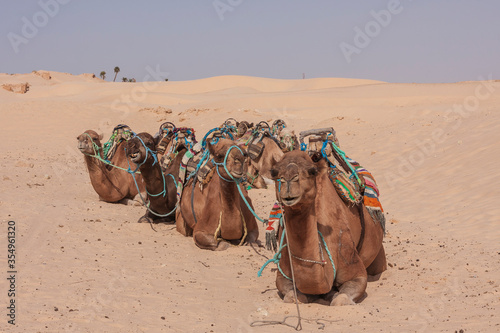 Camels resting in the desert on the sand