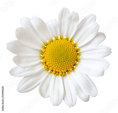 Beautiful white Daisy (Marguerite) isolated on white background, including clipping path. © Olaf Simon