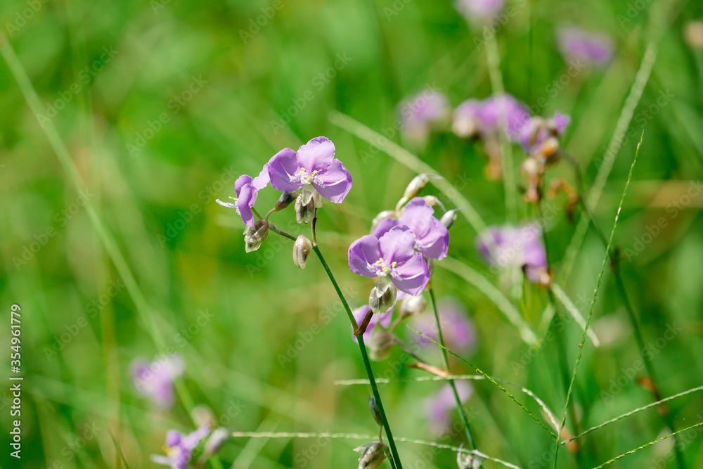 Field of purple flowers blooming in the garden soft and blured on nature background. Field of purple flowers blooming in the garden soft and blured on nature background.