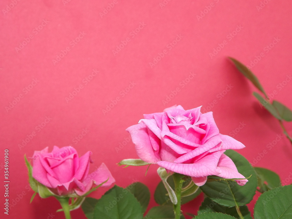 Pink rose close-up on a green background. An open Bud of a garden rose. Pink rose close-up on a green background. An open Bud of a garden rose.