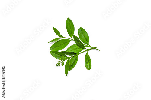 Privet (Ligustrum vulgare) branch isolated in front of white background