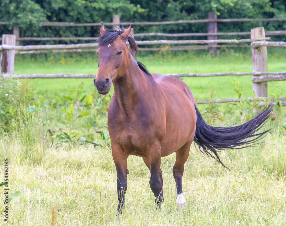 Fototapeta premium horse in the field