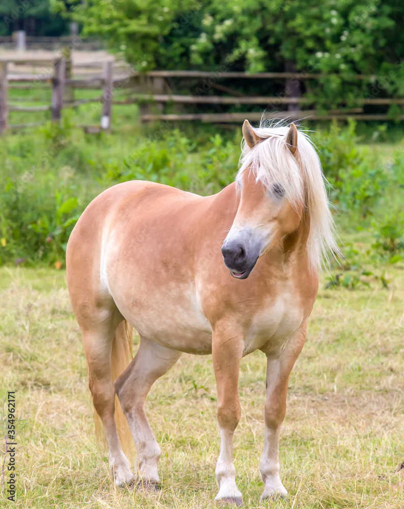 Obraz premium horse in the field