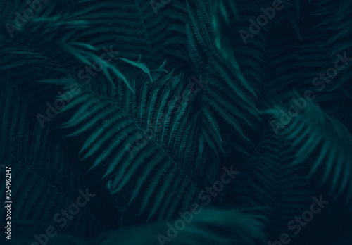 Fototapeta Naklejka Na Ścianę i Meble -  green palm tree