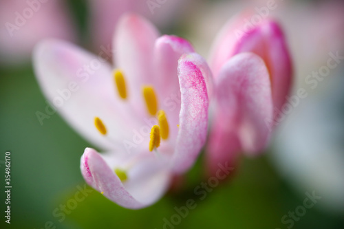 Pink flowers on green background against garden