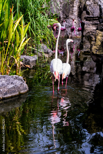 Flamingos birds standing and find food in the lake on summer.