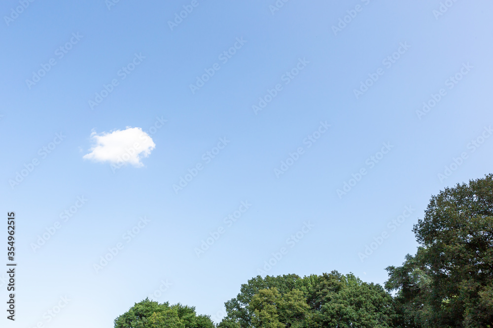 Obraz premium green tree and blue sky and white cloud