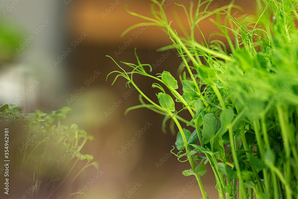 Naklejka premium Young green sprout of micro green on blurred background