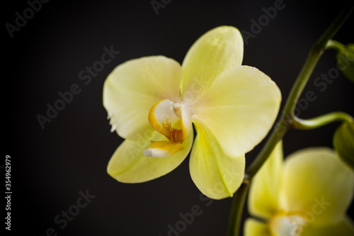 Yellow orchid phalaenopsis flower on a black background