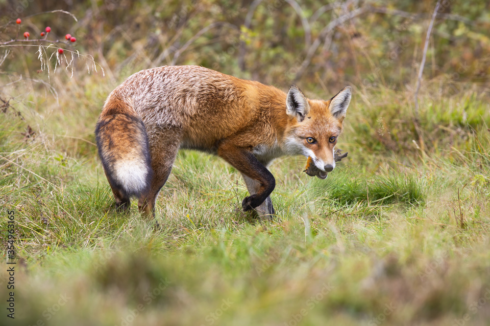 Red fox, vulpes vulpes, turning around on a meadow with green grass and holding dead bird. Wild mammal with orange fur hunting in wilderness. Animal predator with prey.