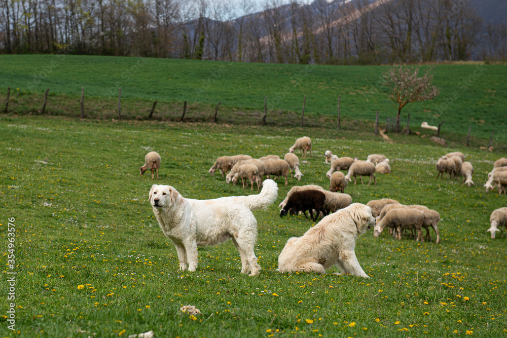 Fototapeta premium Cani da Pastore