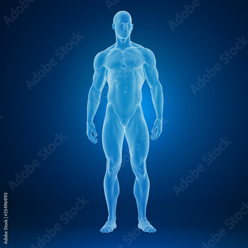 3d rendering of an muscular human body