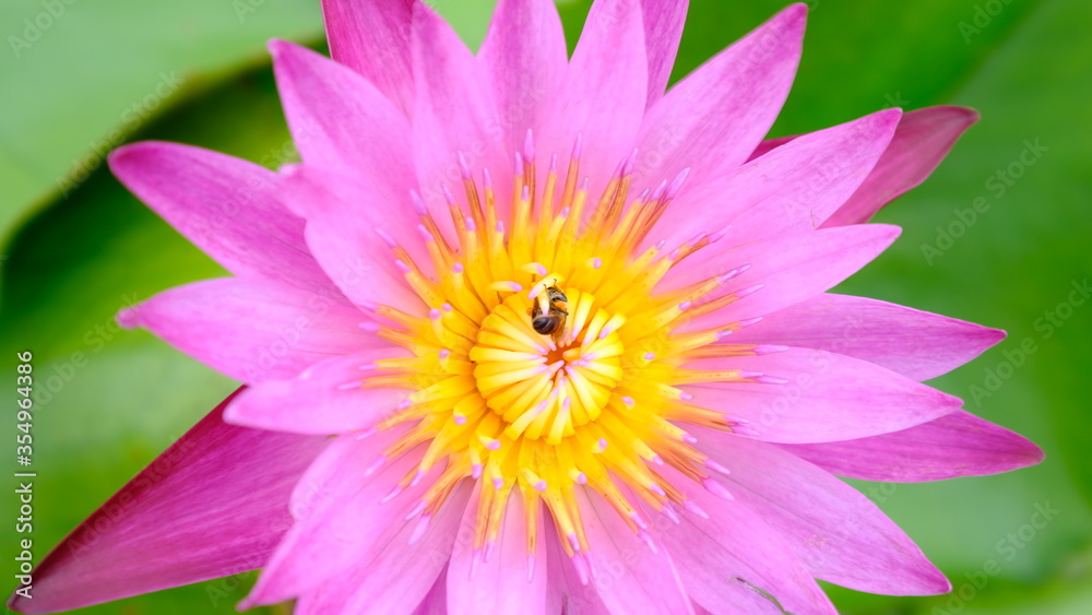 pink lotus flower pink lotus flower