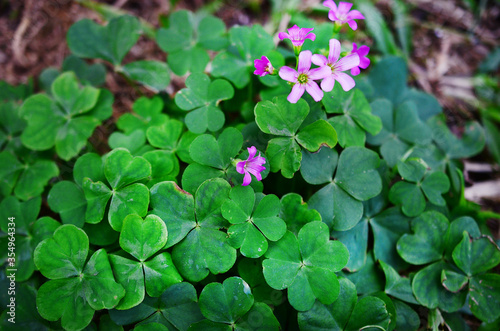 Natural lighting, low exposure of clovers in the grass. Fresh green clovers and purple flowers. Beautiful contrasting colors and lush flowers in a meadow in Puerto Rico. 