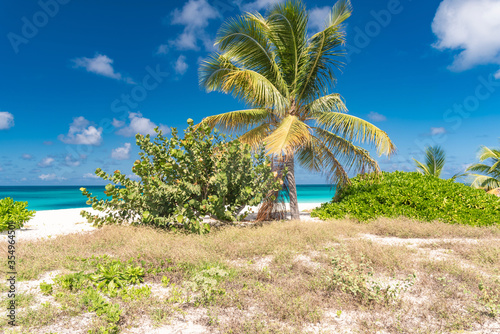 palm trees on the white beach in the Caribbean  Anguilla island of the Antilles