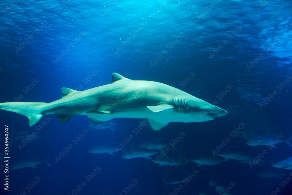 Great lone shark in the ocean