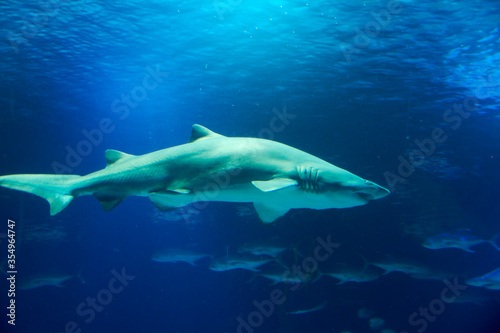 Great lone shark in the ocean © Raul