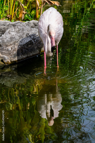 Flamingos birds standing and find food in the lake on summer.