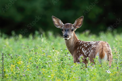 Cute red deer, cervus elaphus, fawn looking back on a green meadow in summer nature. Adorable young wild animal with white spots on fur observing on field with copy space.