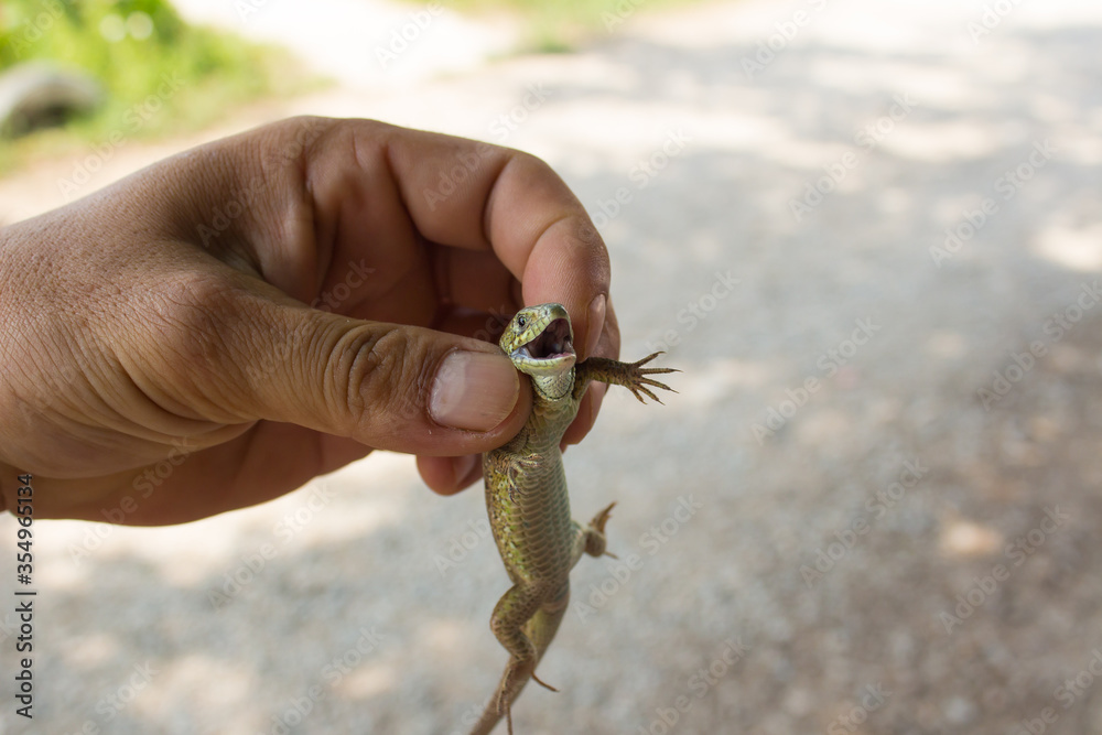 Lizard with open mouth in a male hand close-up
