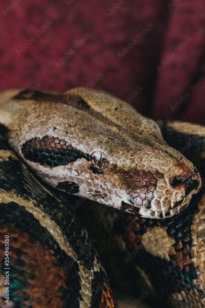 close up of a python close up of a python