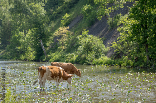Young cows graze in shallow river on a background of mountains