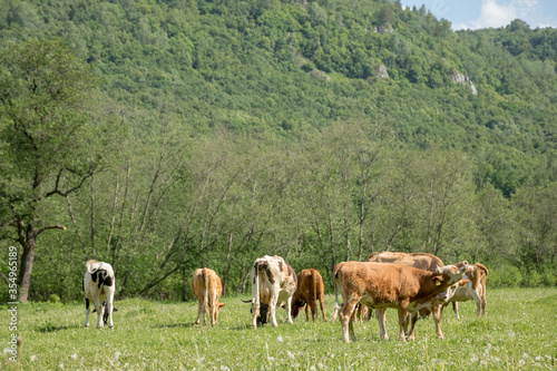Young cows graze in a meadow on a background of mountains.