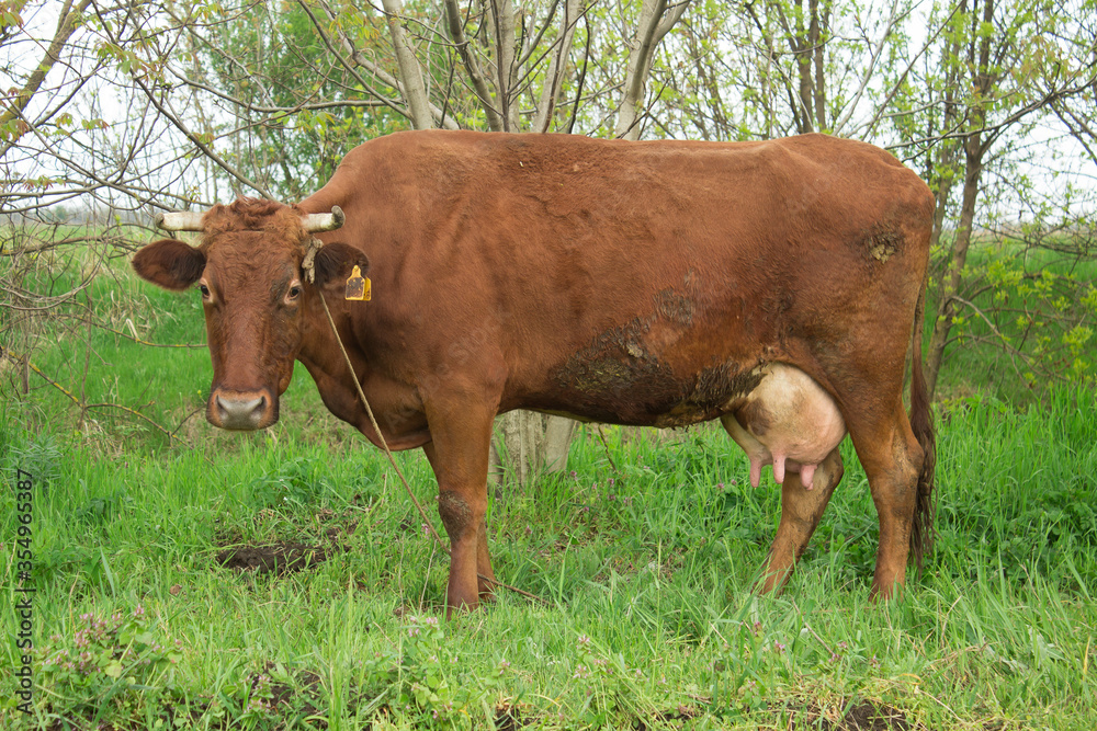 Red cow chews grass on a clearing in the spring close-up Red cow chews grass on a clearing in the spring close-up